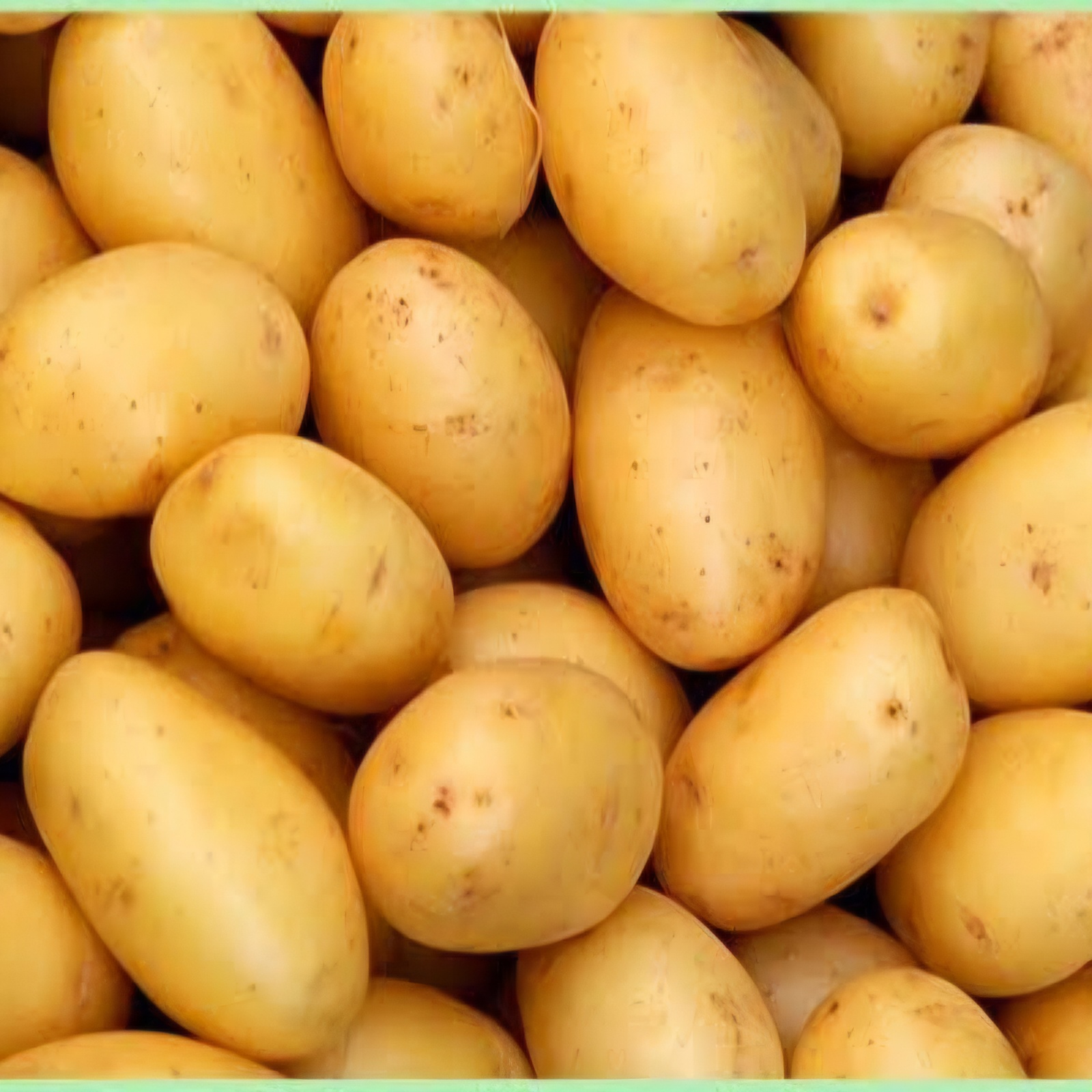 JYOTI POTATOES